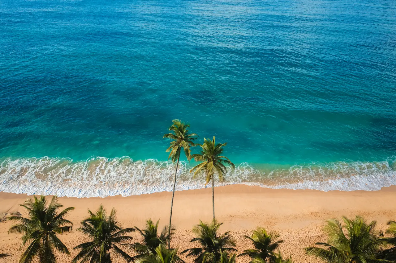Aerial view of a palm-lined beach on Sri Lanka's south-west coast